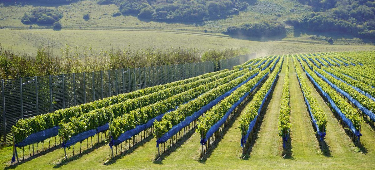 English Sparkling Wine Tasting Luxury Vacations UK